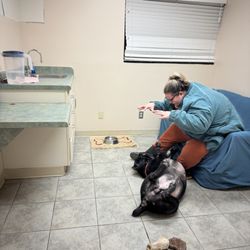 Tammie's Dog Services and Training