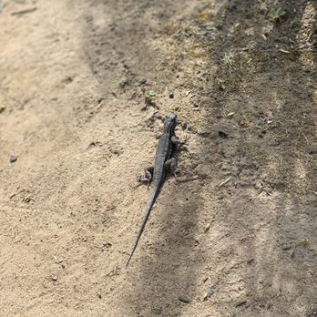 Torrey Pines State Beach - Lizard! - Beaches Near Me - San Diego, California