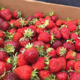 Fresh strawberries!