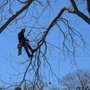 Photo of Tactical Timber Tippers Tree Service's