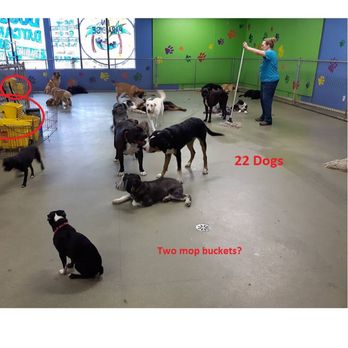 Paws in Paradise - Pet Training Near Me - Leduc, Alberta Paws in Paradise - Pet Training Near Me - Leduc, Alberta