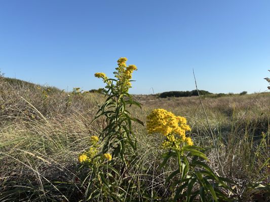 Fort Tilden Beach by null
