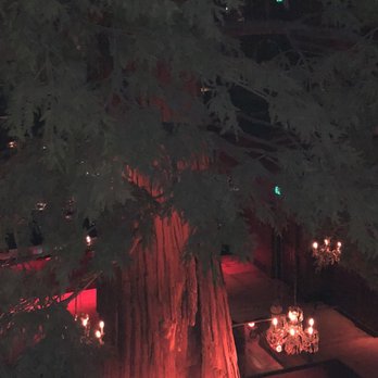 Clifton's Republic - The giant tree from the 3 or 4th floor! It's huge!! - Bars Near Me - Los Angeles, California