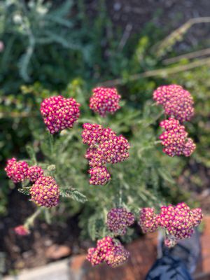 The Orcas Island Historical Museum by null
