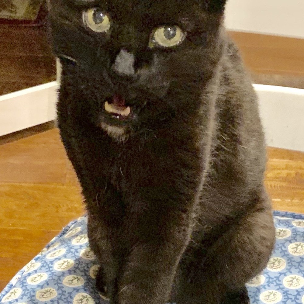 Monarch Veterinary Hospital - I likes wet food please. - Veterinarians Near Me - Laguna Niguel, California Monarch Veterinary Hospital - I likes wet food please. - Veterinarians Near Me - Laguna Niguel, California