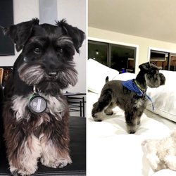 Southpaw Pet Grooming