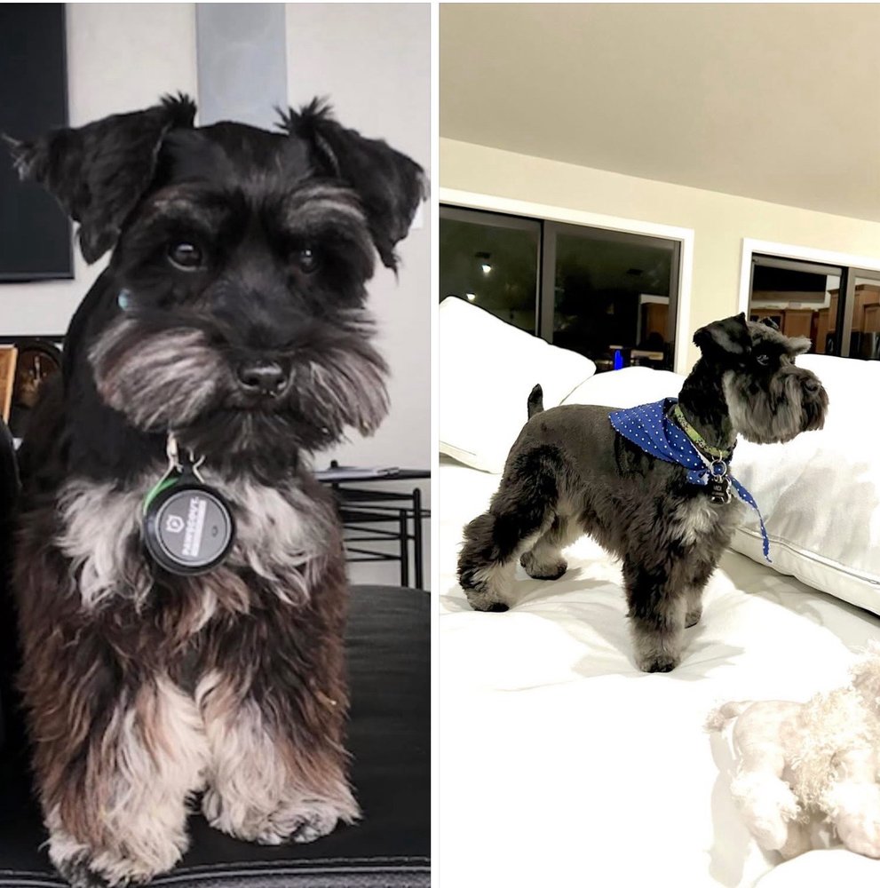 Southpaw Pet Grooming Image