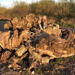 Halde Grosses Holz - Unterschlupf für Tiere