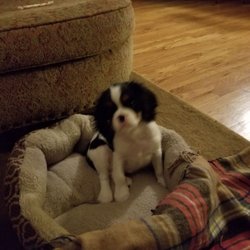 Cavalier Corral - New puppy