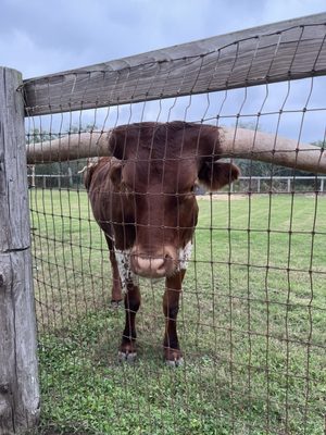 Longhorn Cattle Company by null