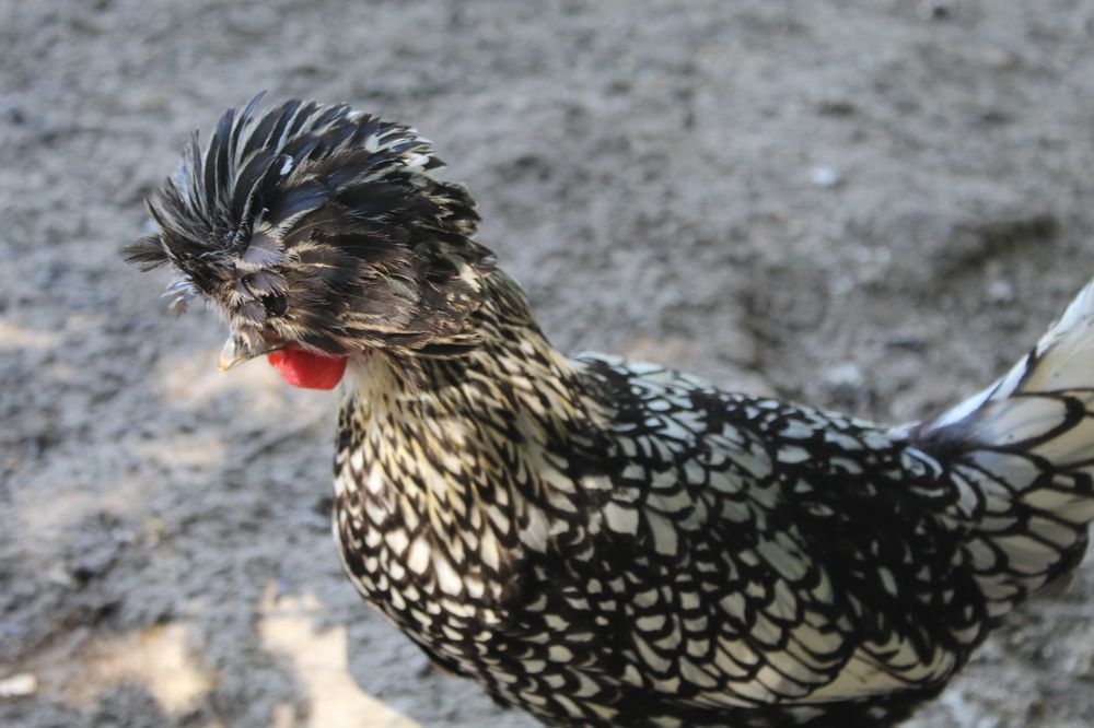 HEAVENLY ACRES FARM Updated August 2024 54 Photos 8241 W State Rd