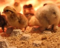 Markham Fairgrounds by null