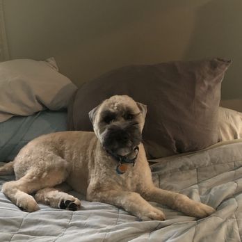 Dtails - A dog with a light, curly coat is lying on a bed with multiple pillows and a quilted blanket, in a room with soft lighting. - Pet Groomers Near Me - Cumberland, Rhode Island