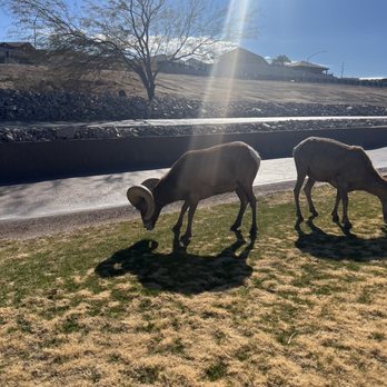 MaxTour - The big horned sheep let you get close enough to smell their breath! - Bus Tours Near Me - Las Vegas, Nevada