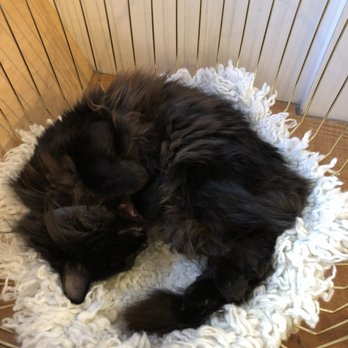 NEKO: A Cat Cafe - Themed Cafes Near Me - Seattle, Washington