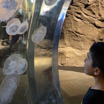 Seattle Aquarium - Jelly fish - Aquariums Near Me - Seattle, Washington