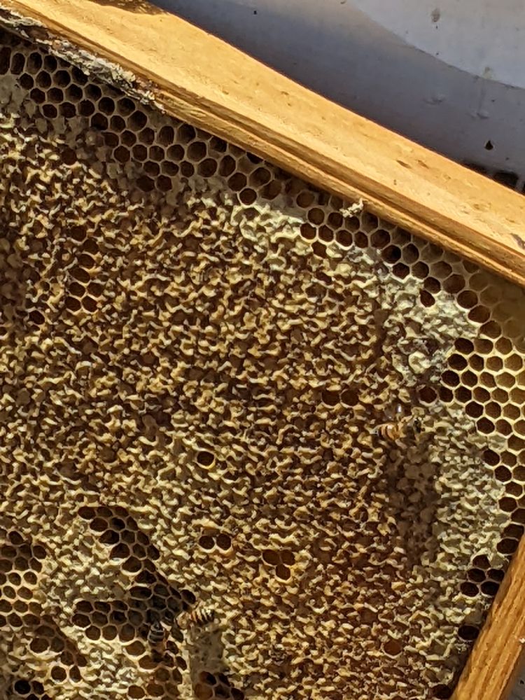 BEE LEAF USA - beekeeping in San Diego, CA