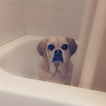 Ilana's Pet Care - Pet Training Near Me - New York, New York