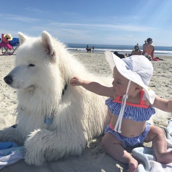 Coronado Dog Beach - Beaches Near Me - Coronado, California