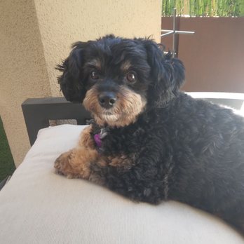 NeliPet - Pet Groomers Near Me - Aliso Viejo, California NeliPet - Pet Groomers Near Me - Aliso Viejo, California