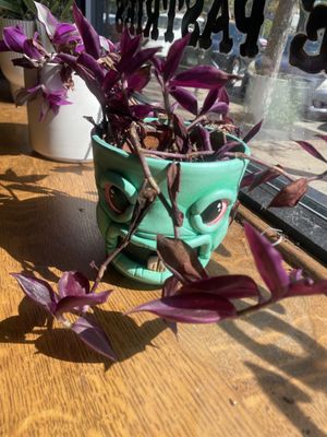 Sleep Walk Chocolateria & Cafe by null