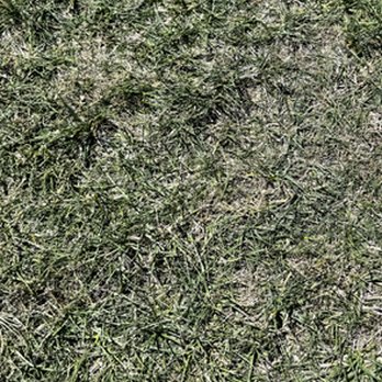 Park Avenue Turf - Dixon Sod: PIcture taken directly after being laid - Nurseries & Gardening Near Me - Dixon, California Park Avenue Turf - Dixon Sod: PIcture taken directly after being laid - Nurseries & Gardening Near Me - Dixon, California
