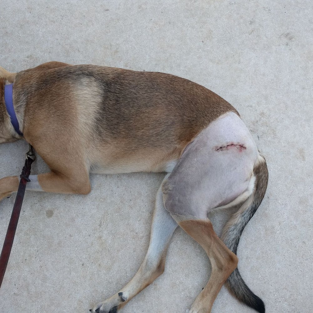 Veterinary Surgical Solutions - Stella - Veterinarians Near Me - Austin, Texas Veterinary Surgical Solutions - Stella - Veterinarians Near Me - Austin, Texas