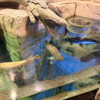 Shark Reef Aquarium at Mandalay Bay - Aquariums Near Me - Las Vegas, Nevada