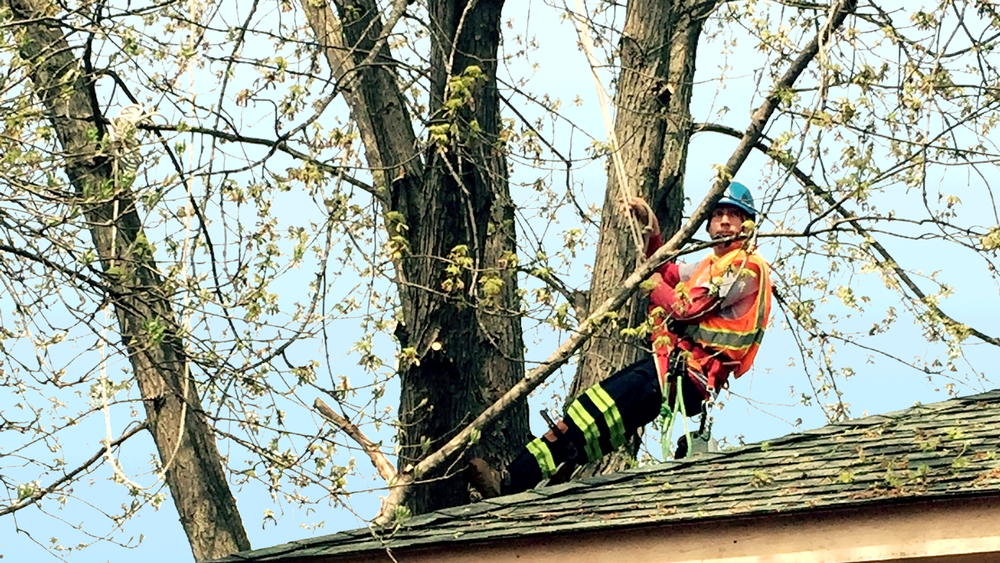 Adolfo Tree Services - tree service in Carpentersville, IL