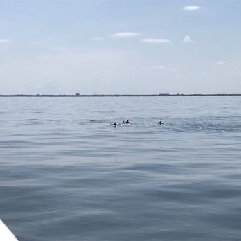 American Princess Cruises - Dolphins - Boat Charters Near Me - Brooklyn, New York