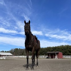 Split Elm Equestrian - Getting ready for a lesson