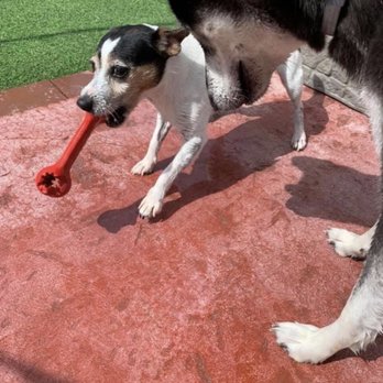 Buddies Boarding and Pet Sitting - Pet Groomers Near Me - Jacksonville, North Carolina Buddies Boarding and Pet Sitting - Pet Groomers Near Me - Jacksonville, North Carolina