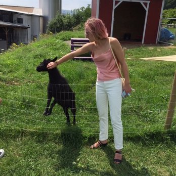 Bully Hill Vineyards - Several goats to welcome visitors. - Wineries Near Me - Hammondsport, New York Bully Hill Vineyards - Several goats to welcome visitors. - Wineries Near Me - Hammondsport, New York