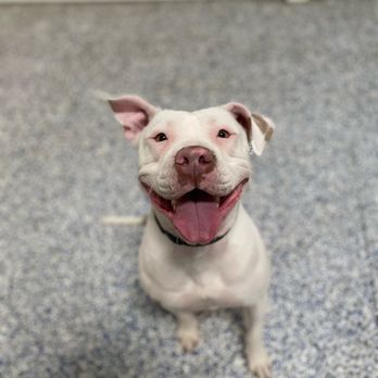 Ufuria - The smile of my happy dog at Ufuria - Pet Training Near Me - Rancho Cucamonga, California Ufuria - The smile of my happy dog at Ufuria - Pet Training Near Me - Rancho Cucamonga, California