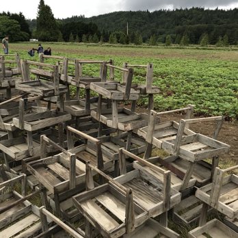 Harvold Berry Farm - The cute wooden carriers you use - Pick Your Own Farms Near Me - Carnation, Washington Harvold Berry Farm - The cute wooden carriers you use - Pick Your Own Farms Near Me - Carnation, Washington
