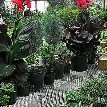 Woodland Gardens - large plants galore - Nurseries & Gardening Near Me - Manchester, Connecticut
