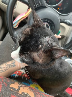 Dr Ferber S Animal Hospital 17189 Pines Blvd Pembroke Pines Fl Veterinarians Mapquest