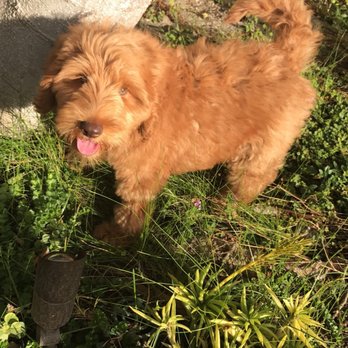 Shadow Mountain Labradoodles - Pet Breeders Near Me Shadow Mountain Labradoodles - Pet Breeders Near Me
