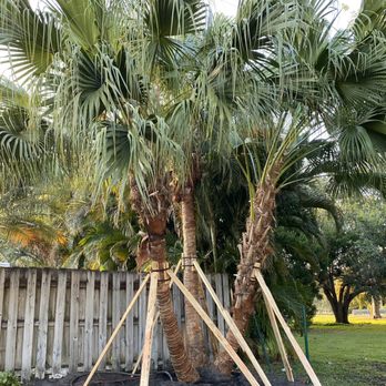 Soberal Services - West Palm Beach Tree Transplantation - Landscaping Near Me - West Palm Beach, Florida