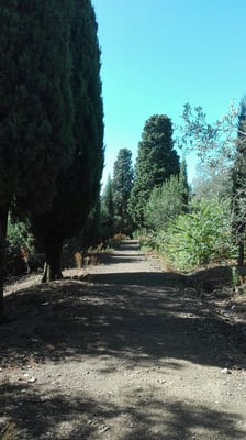 Isola Maggiore by null