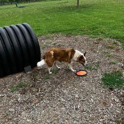 Glass City Dog Park - Agility area