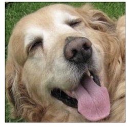 Laura Stinchfield - The Pet Psychic - Oscar rolling in the grass happy and carefree