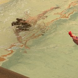 Callan Swim School - Love it