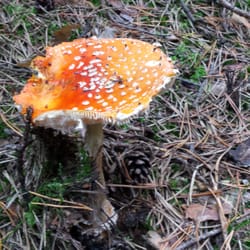 Walderlebnispfad - Giftiger Fliegenpilz. Die Rehe können ihn aber genießen.
