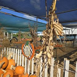 Thies Farm and Greenhouses