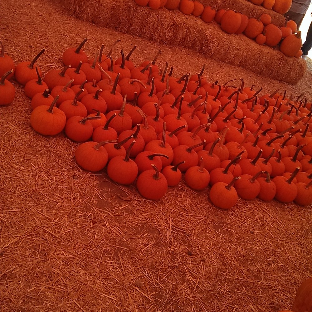 Jump With Chris - Batch of little pumpkins for the kiddos. - Bounce House Rentals Near Me