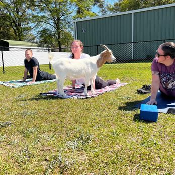 Grateful Hearts Yoga - Cobra pose with a Goat! - Yoga Near Me - Crestview, Florida