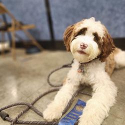 Hales Australian Labradoodles - My smart girl has been so easy and pleasant to train