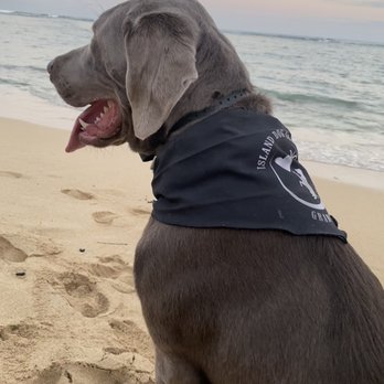 Island Dog Obedience - Pet Training Near Me - Honolulu, Hawaii Island Dog Obedience - Pet Training Near Me - Honolulu, Hawaii