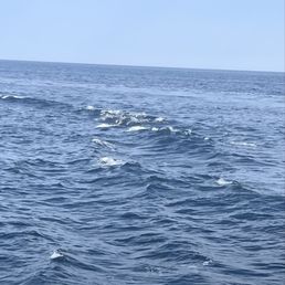 Dolphins Dolphins
